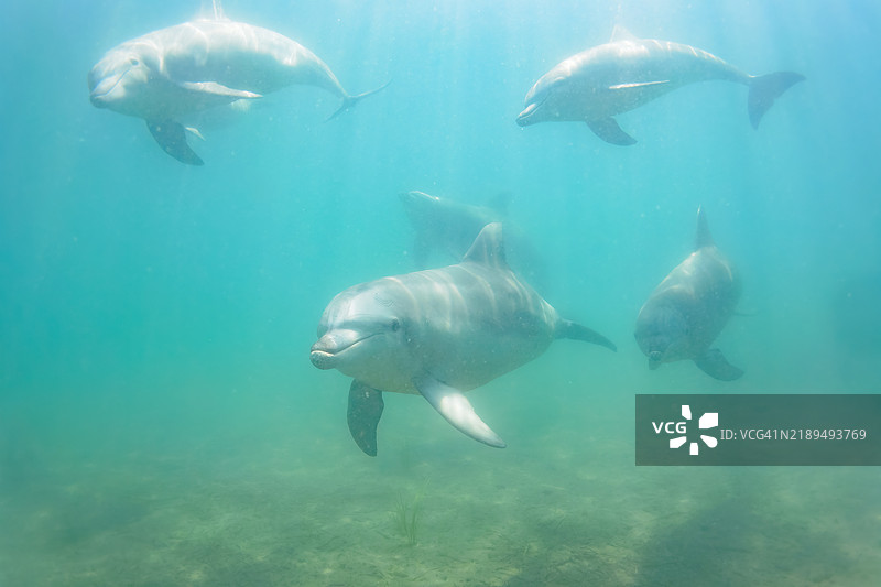 一群可爱的印度洋宽吻海豚（Tursiops aduncus）在我们游泳时向我们打招呼。最小的白色海豚是今年出生的幼崽，跟在她后面的是她的母亲。图片素材