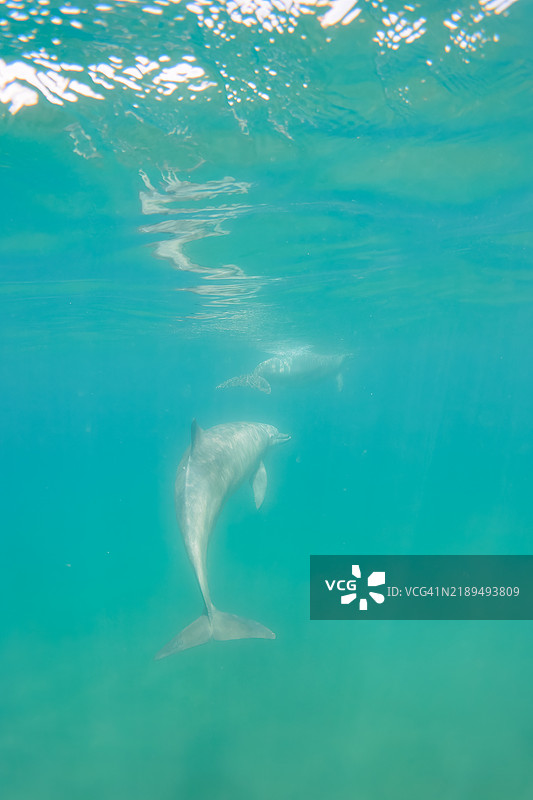 一群可爱的印度洋宽吻海豚（Tursiops aduncus）在我们游泳时向我们打招呼。最小的白色海豚是今年出生的幼崽，跟在她后面的是她的母亲。图片素材