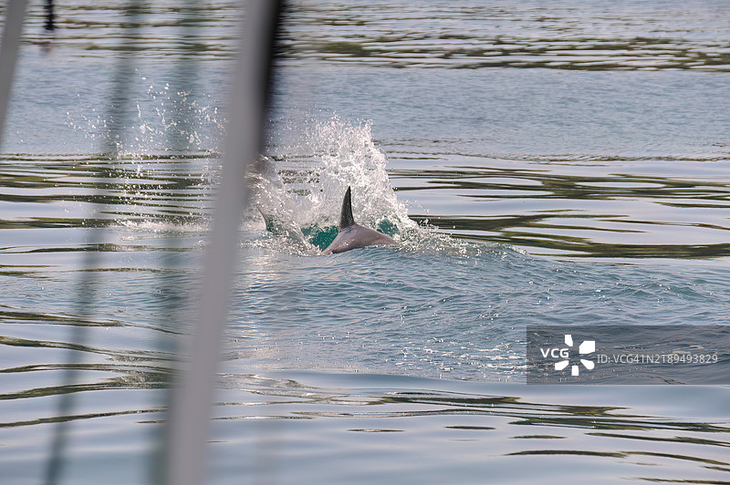 我们立刻被一群可爱的印度洋宽吻海豚（Tursiops aduncus）迎接。我们能够进行一些海豚观察。图片素材