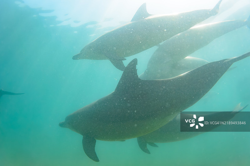一群可爱的印度洋宽吻海豚（Tursiops aduncus）在我们游泳时向我们打招呼。最小的白色海豚是今年出生的幼崽，跟在她后面的是她的母亲。图片素材