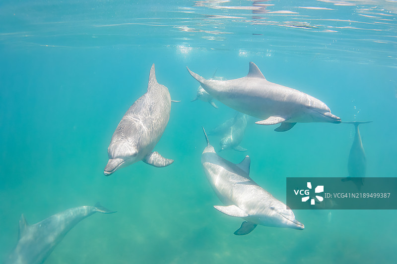 一群可爱的印度洋宽吻海豚（Tursiops aduncus）在我们游泳时向我们打招呼。最小的白色海豚是今年出生的幼崽，跟在她后面的是她的母亲。图片素材