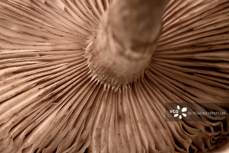 多种蘑菇在浅米色背景上呈现出图案。2025年流行色：摩卡慕斯米棕色。图片素材