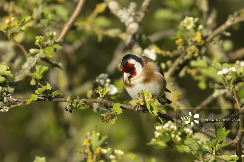 欧洲金翅雀（Carduelis carduelis）成年鸟栖息在春花盛开的山楂树枝上，英格兰，英国，欧洲图片素材