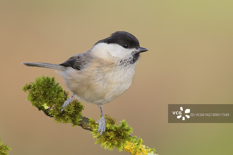 柳山雀（Parus montanus），栖息在长满地衣的树枝上，野生动物，动物，鸟类，西格兰，北莱茵-威斯特法伦，德国，欧洲图片素材
