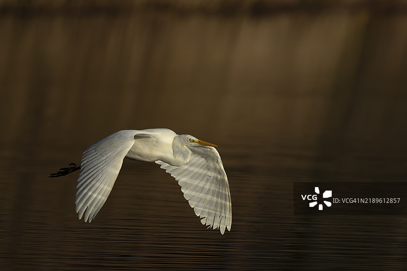 成鸟大白鹭（Ardea alba）在湖面上空飞翔，英格兰萨福克，英国，欧洲图片素材
