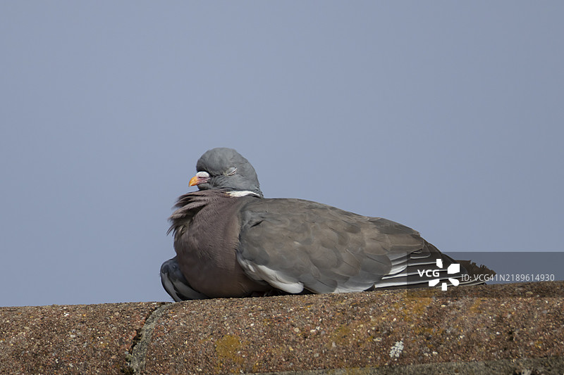 成年木鸽（Columba palumbus）在英国城市房屋的屋顶上睡觉图片素材
