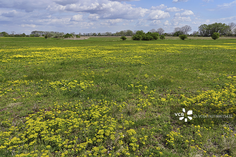 开花的柏树田，乳草（Euphorbia cyparissias），奥地利布尔根兰州，湖诺伊西德尔国家公园，西温克尔，欧洲图片素材