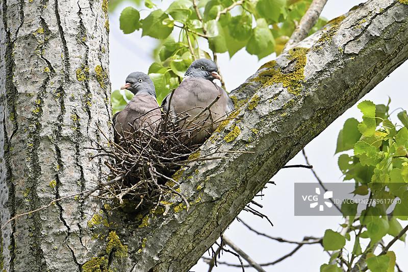 木鸽（Columba palumbus），一对栖息在巢中的鸟，奥地利，湖泊诺伊西德尔，西芬克尔，欧洲图片素材