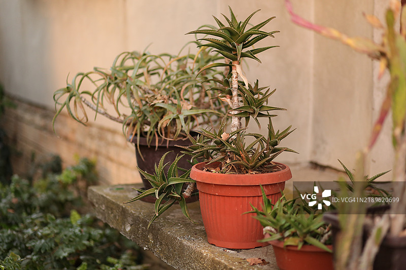 阳台上的芦荟花盆图片素材