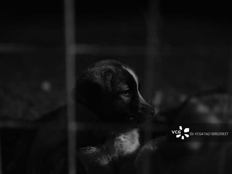 狗的特写镜头图片素材