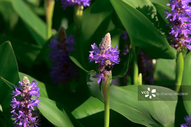 矿蜂在紫色水葱花上的特写，俄克拉荷马州塔尔萨，美国图片素材