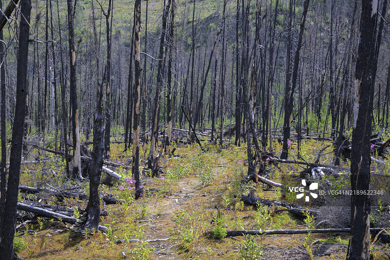一片森林，树木被烧毁，地面上长出了新的植物，阿拉斯加，美国，北美图片素材