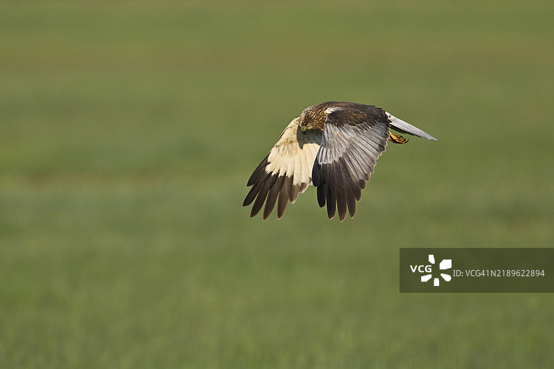 蒙塔古的苍鹰（Circus pygargus），雌性在飞行中，奥地利布尔根兰州塞温克尔的诺伊西德尔湖国家公园图片素材