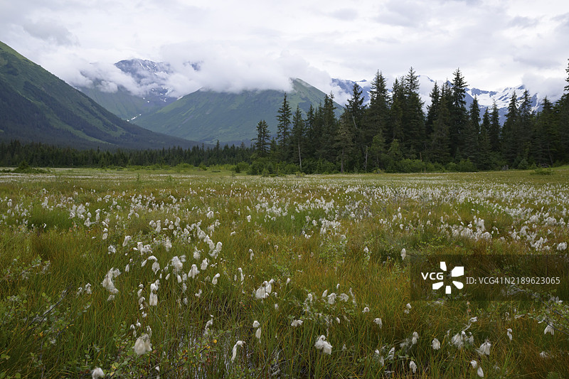 一片广阔的白色棉草在云雾弥漫的天空下，背景是阿拉斯加吉尔德伍德的山脉和森林。图片素材