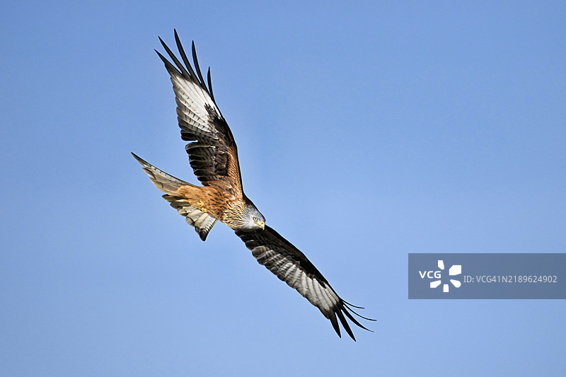 红鸢，红鸢，蒙塔古的苍鹰，蒙塔古的苍鹰（Milvus milvus），在飞行中，瑞士阿尔高州，欧洲图片素材