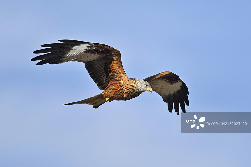 红鸢，红鸢，蒙塔古的苍鹰，蒙塔古的苍鹰（Milvus milvus），在飞行中，瑞士阿尔高州，欧洲图片素材