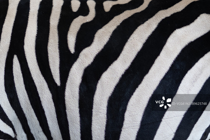 斑马条纹的特写，展示独特的图案图片素材