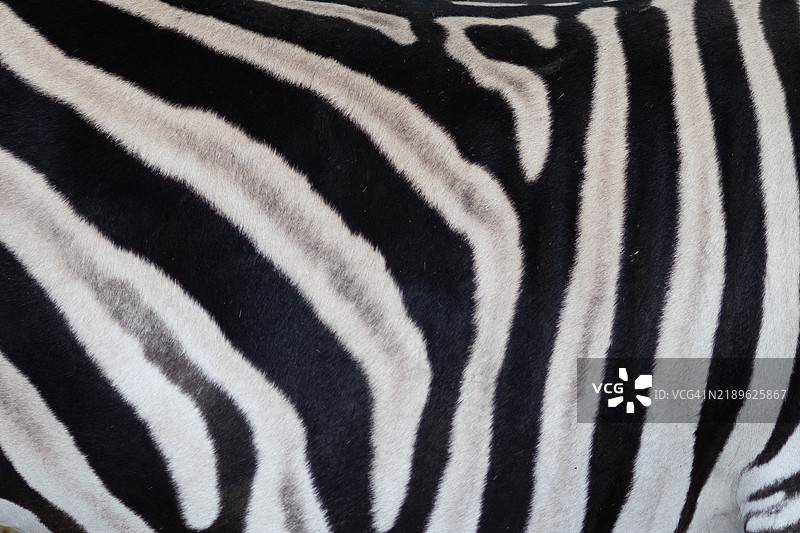 斑马条纹的特写，展示独特的图案图片素材