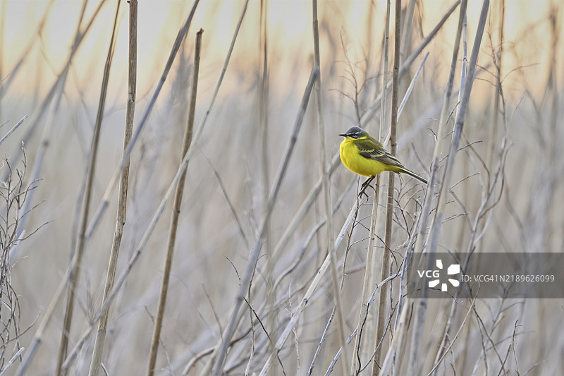 黄鹂（Motacilla flava），雄性栖息在芦苇上，奥地利布尔根兰州塞温克尔的诺伊西德尔湖国家公园，欧洲图片素材