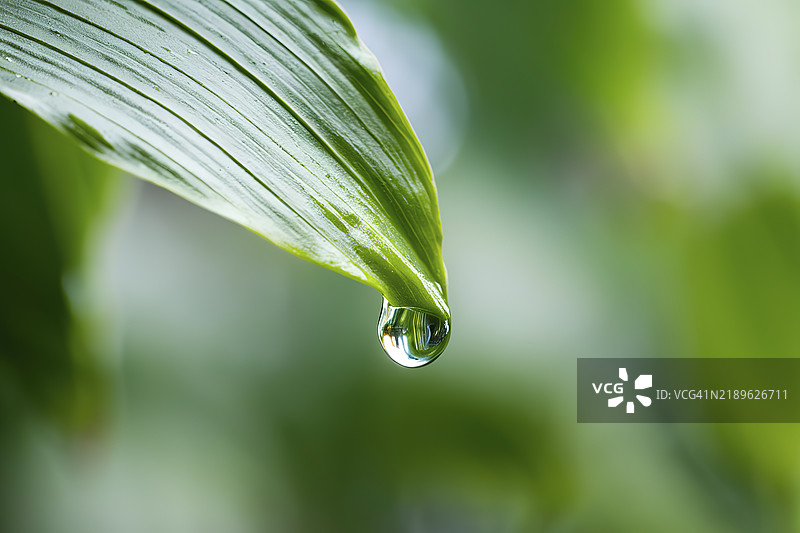 一张生动的绿色叶子的特写照片，上面有闪闪发光的水滴图片素材