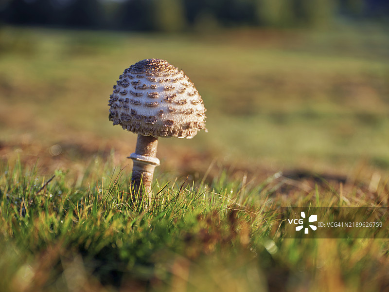 伞形蘑菇，伞形或巨伞蘑菇（Macrolepiota procera），瑞士，欧洲图片素材
