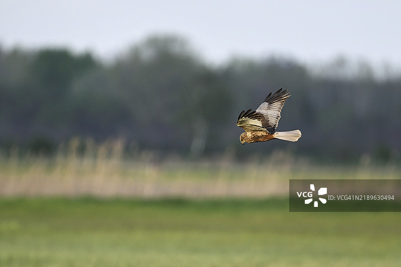 蒙塔古的苍鹰（Circus pygargus），雌性在飞行中，奥地利布尔根兰州塞温克尔的诺伊西德尔湖国家公园图片素材