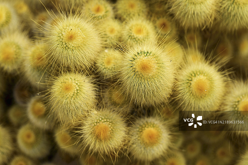 仙人掌科（Parodia leninghausii），属名Parodia，分布于巴西图片素材