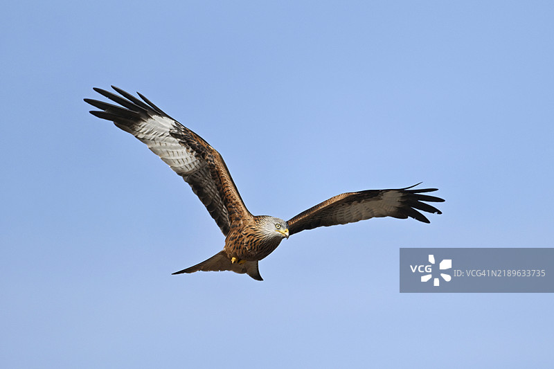 红鸢，红鸢，蒙塔古鹞，蒙塔古鹞（Milvus milvus），在飞行中，瑞士阿尔高州，欧洲图片素材