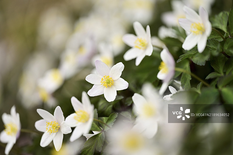 木兰花（Anemone nemorosa），白色花朵，瑞士，欧洲图片素材
