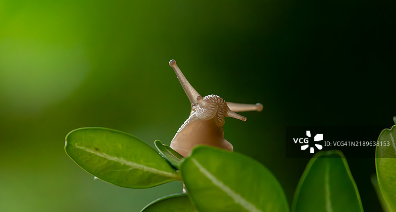 植物上的蜗牛特写图片素材