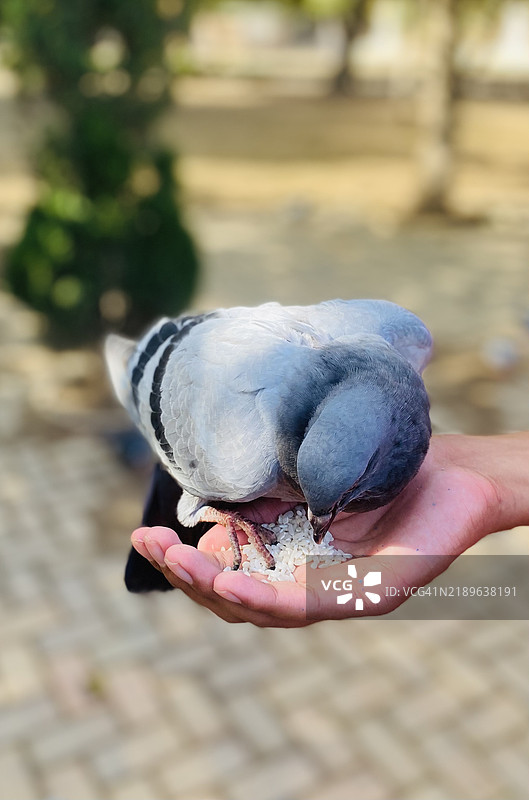 一只鸽子从手中吃米饭图片素材