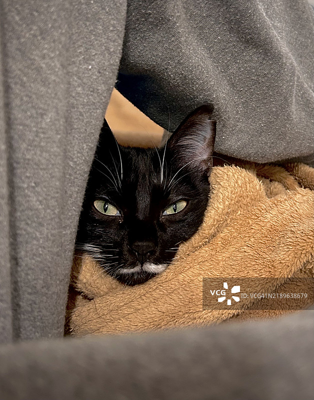 猫的特写肖像，卡尔佩，阿利坎特，西班牙图片素材