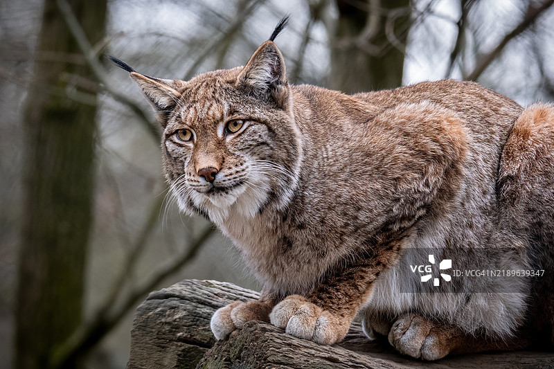 猫的特写肖像图片素材