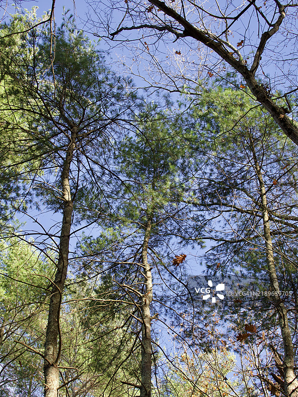马萨诸塞州阿什兰的天空下的树木图片素材
