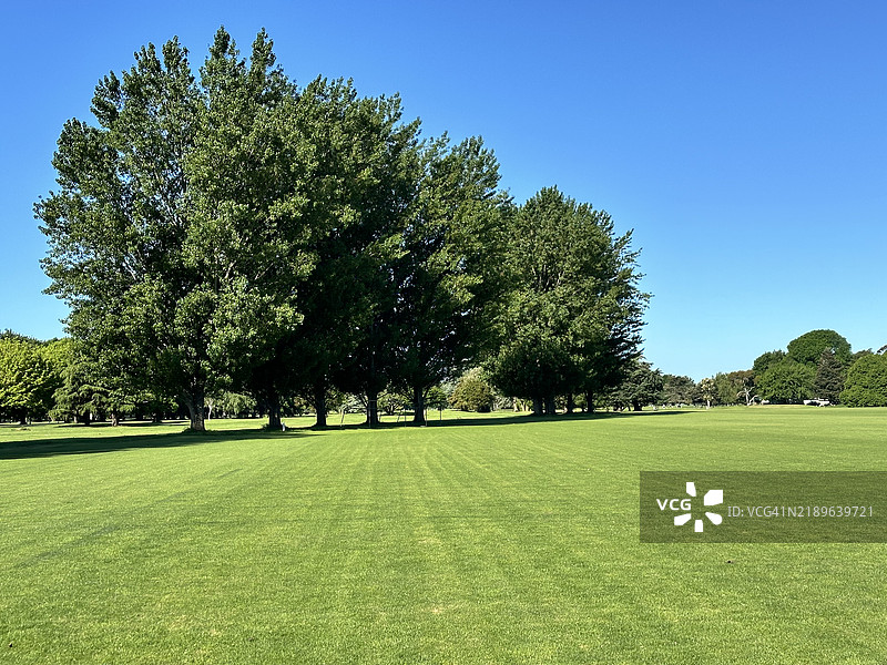 公园里的树木图片素材