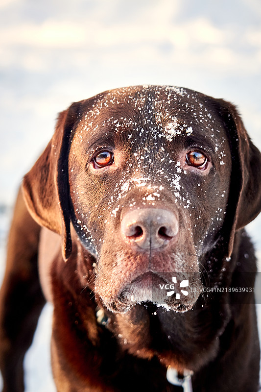 拉布拉多寻回犬的特写肖像，加拿大图片素材