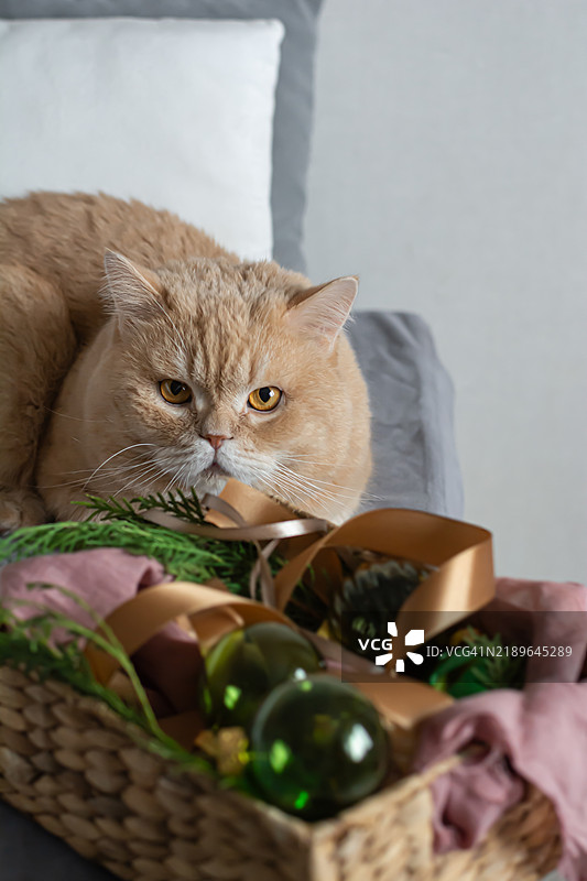 可爱的毛茸茸的猫咪在沙发上，旁边是圣诞装饰品。圣诞节和新年的概念。图片素材