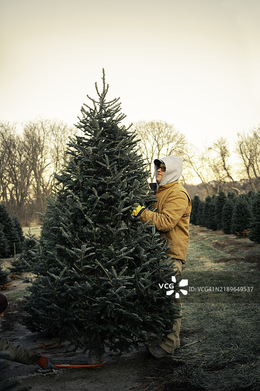 成年男子在圣诞树农场挑选一棵树图片素材
