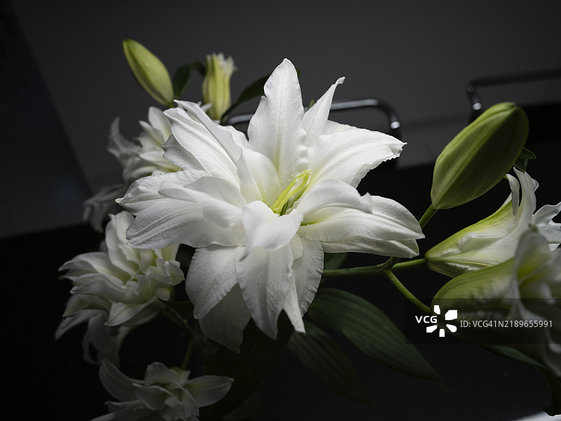 白色百合莲花的特写镜头图片素材