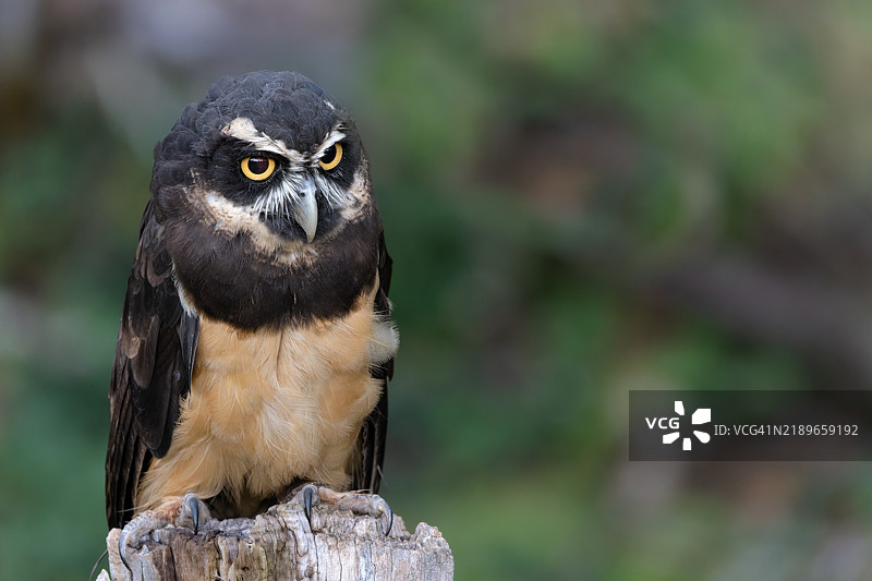 戴眼镜的猫头鹰栖息在树桩上图片素材