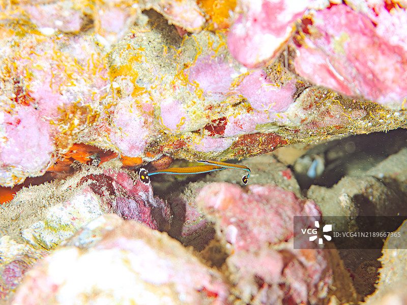 一对可爱的黑边管鱼，本州管鱼，Doryrhamphus japonicus，在水下洞穴中。静冈县南伊豆半岛中木的平藏滨海滩 - 2024年。图片素材