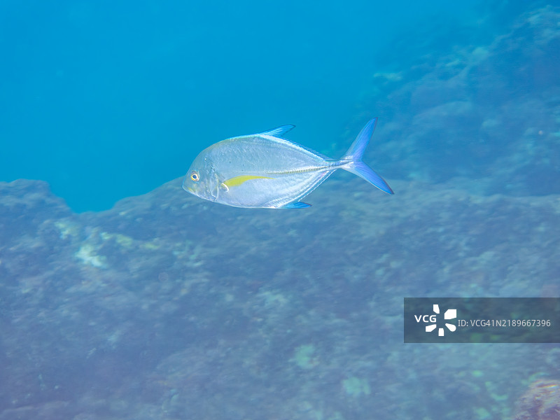 美丽的幼年蓝鳍鲹群，Caranx melampygus，正在攻击一大群银条圆鲱，Spratelloides gracilis。位于静冈县南伊豆伊豆半岛的平藏滨海滩 - 2024年。图片素材