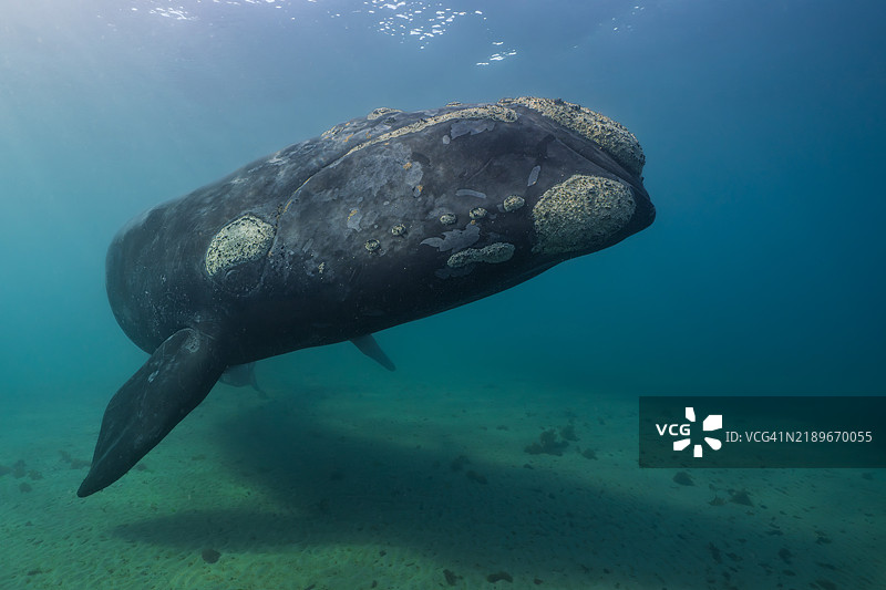 一头南露脊鲸在阿根廷巴塔哥尼亚海岸的海底上方游动。图片素材