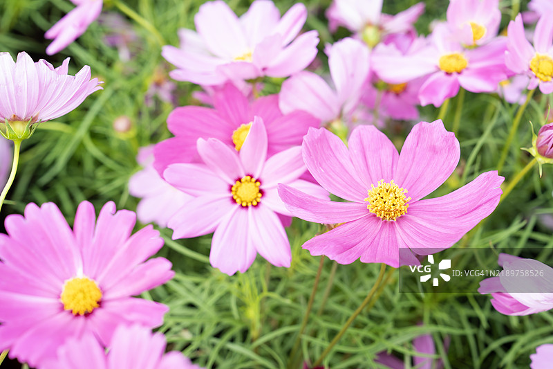 粉色的宇宙花是一种园艺植物的属。图片素材