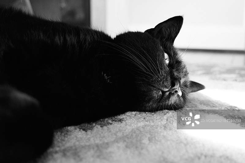 黑猫在阳光明媚的地毯上放松休息图片素材