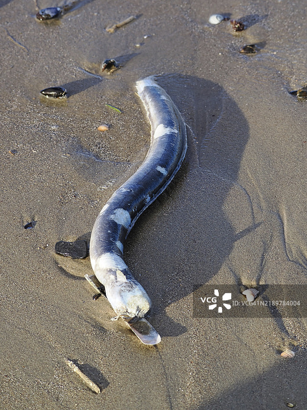 无头的死鳗鱼（欧洲鳗鱼）在海滩上，布劳韦尔斯达姆，南荷兰省，荷兰图片素材
