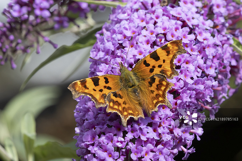 紫斑蝶（Polygonia c-album）成年昆虫在夏季的英格兰，英国，欧洲的花园紫花绣球花上采蜜图片素材