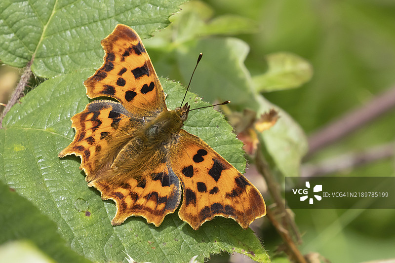 夏季，英格兰，英国，欧洲，一只逗号蝴蝶（Polygonia c-album）成虫栖息在黑莓植物的叶子上。图片素材