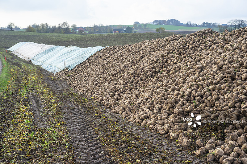 一堆收获的甜菜等待运输到糖厂。瑞典，斯科纳县，伊斯塔德市，斯纳雷斯塔德，斯堪的纳维亚，欧洲图片素材