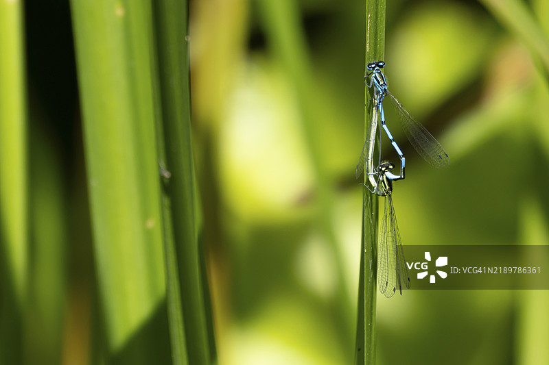 常见蓝色豆娘（Enallagma cyathigerum）成年雄性和雌性昆虫在夏季的英国、欧洲一片芦苇植物叶子上图片素材
